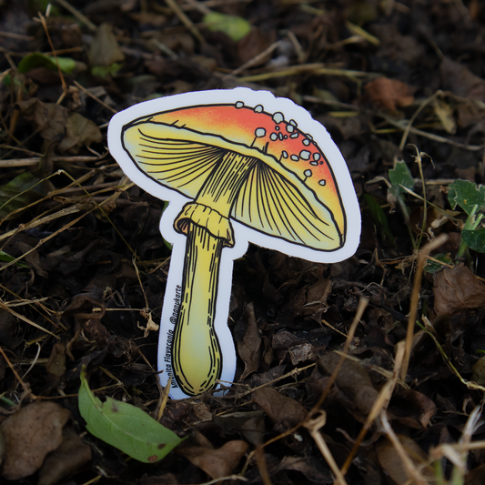 Funga Tropical I