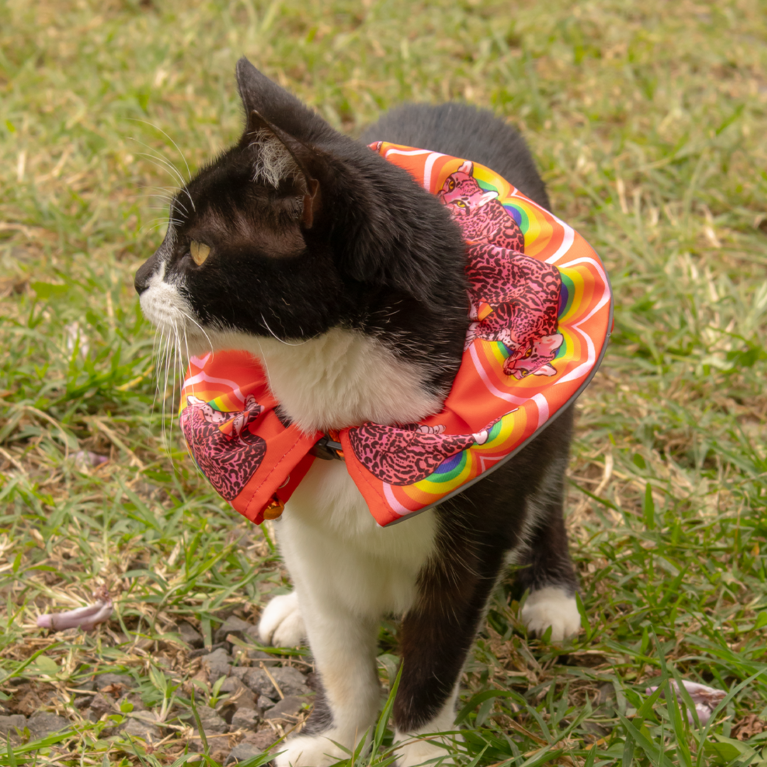 Donas de Seguridad para Gatos