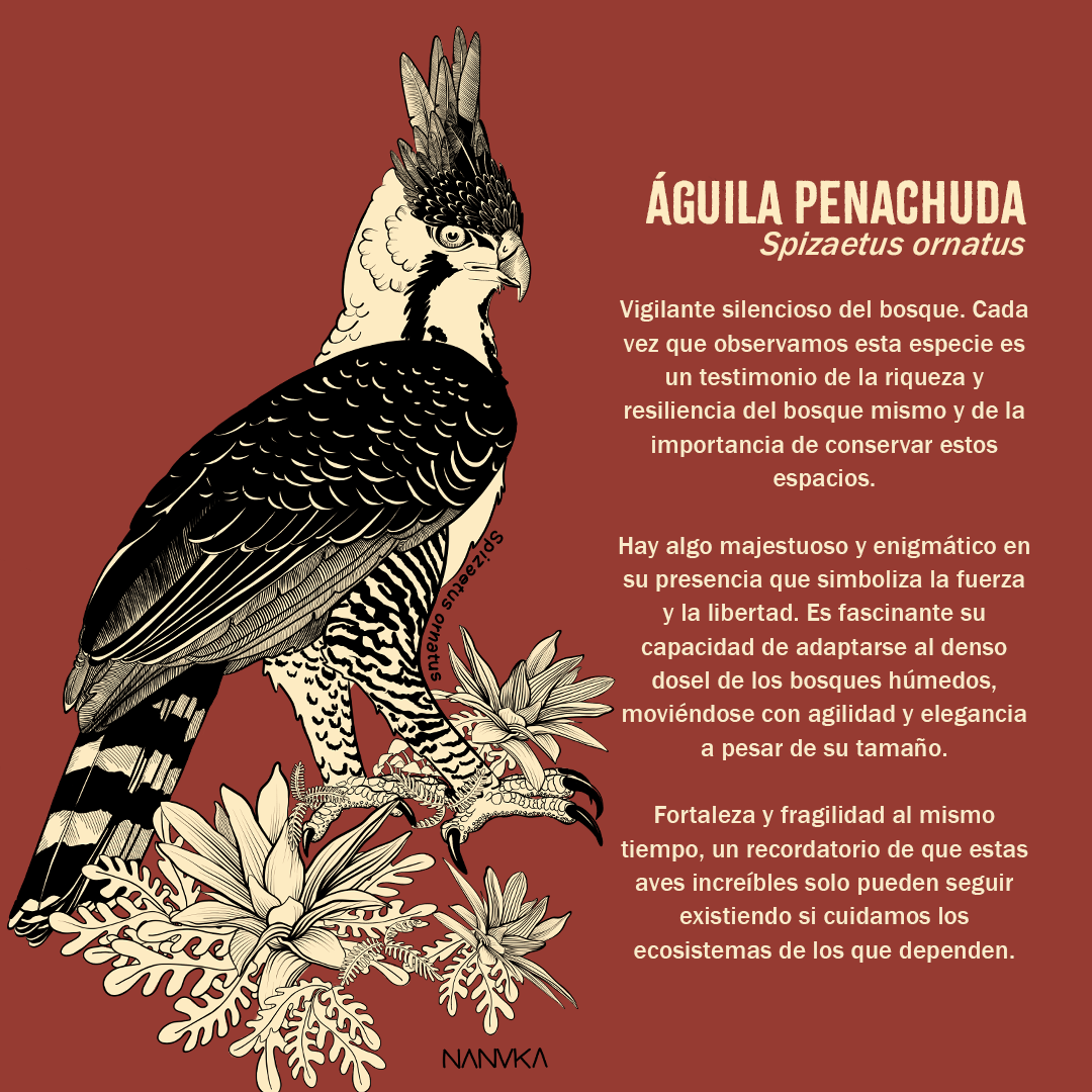 Camiseta Aguilucho Penachudo-Spizaetus ornatus