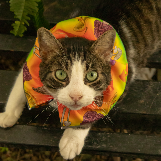 Donas de Seguridad para Gatos