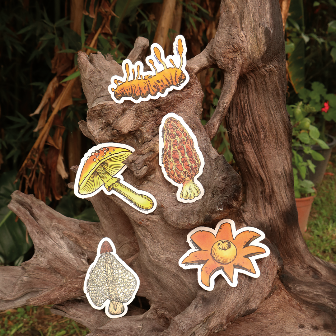 Funga Tropical I