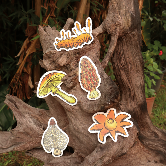Funga Tropical I