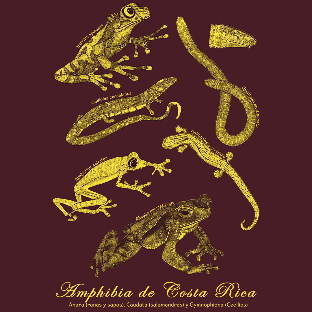 Amphibia de Costa Rica- Camiseta